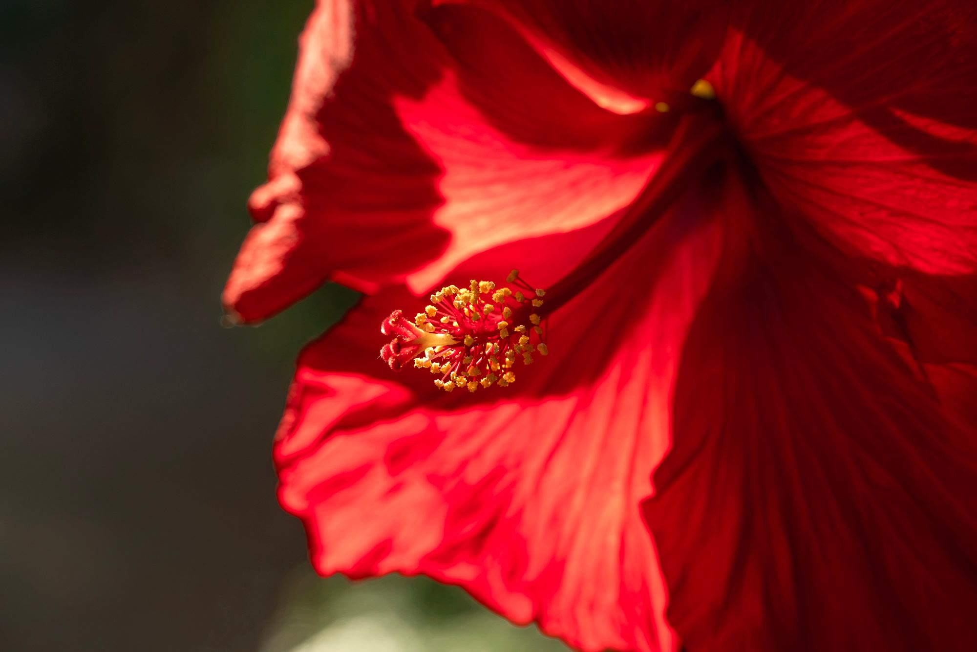 Close-up of a red hibiscus flower, evocative of Windsor's tropical landscaping